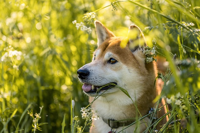 3 Indicators That Shiba Inu (SHIB) is the 'Sleeping Giant' of This Bull Market