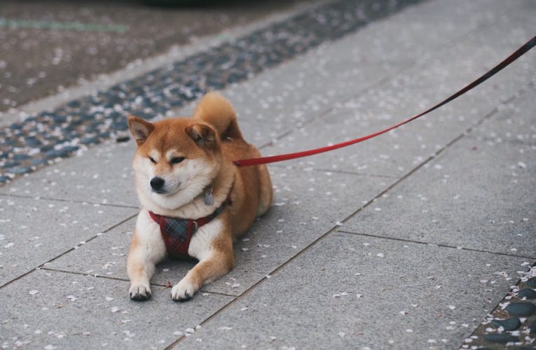 Shiba Inu Price Update: Current Profit/Loss Status for Holders After Recent Decline