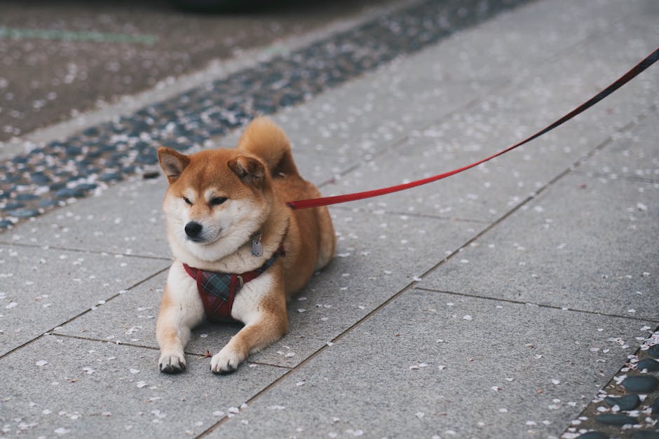 Shiba Inu Price Update: Current Profit/Loss Status for Holders After Recent Decline