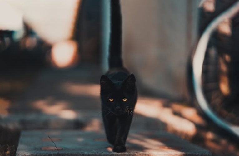 Understanding BlackCat Ransomware in the Cryptocurrency World